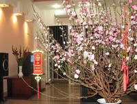 [ẢNH] Những bí quyết giúp hoa tươi lâu trong ngày Tết