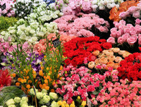 [ẢNH] Những bí quyết giúp hoa tươi lâu trong ngày Tết