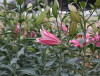 [ẢNH] Những bí quyết giúp hoa tươi lâu trong ngày Tết