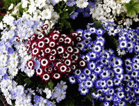 [ẢNH] Cảnh giác với những loài hoa, cây cảnh cực đẹp nhưng cũng cực độc trong dịp Tết