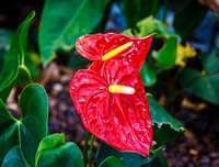 [ẢNH] Cảnh giác với những loài hoa, cây cảnh cực đẹp nhưng cũng cực độc trong dịp Tết