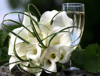 [ẢNH] Cảnh giác với những loài hoa, cây cảnh cực đẹp nhưng cũng cực độc trong dịp Tết