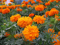 [ẢNH] Những bí quyết giúp hoa tươi lâu trong ngày Tết