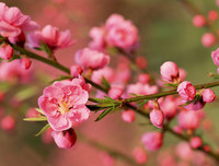 [ẢNH] Những bí quyết giúp hoa tươi lâu trong ngày Tết