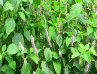 Những thực phẩm 