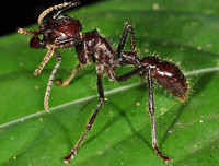 [ẢNH] Những nghi lễ trưởng thành đáng sợ bậc nhất hành tinh