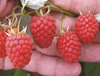 Những thực phẩm ngăn ngừa ung thư cổ tử cung