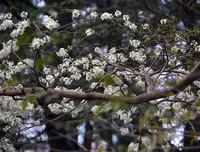 [ẢNH] Hà Nội đẹp đến nao lòng trong sắc trắng hoa sưa