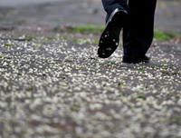 [ẢNH] Hà Nội đẹp đến nao lòng trong sắc trắng hoa sưa