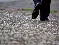 [ẢNH] Hà Nội đẹp đến nao lòng trong sắc trắng hoa sưa