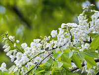 [ẢNH] Hà Nội đẹp đến nao lòng trong sắc trắng hoa sưa