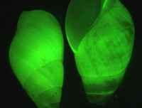 [ẢNH] Vẻ đẹp đến mê mẩn của một số loài sinh vật biển