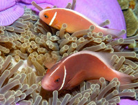 [ẢNH] Vẻ đẹp đến mê mẩn của một số loài sinh vật biển