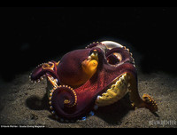 [ẢNH] Vẻ đẹp đến mê mẩn của một số loài sinh vật biển