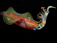 [ẢNH] Vẻ đẹp đến mê mẩn của một số loài sinh vật biển