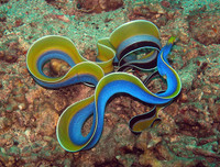 [ẢNH] Vẻ đẹp đến mê mẩn của một số loài sinh vật biển