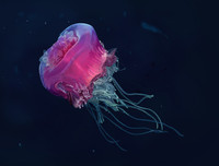 [ẢNH] Vẻ đẹp đến mê mẩn của một số loài sinh vật biển