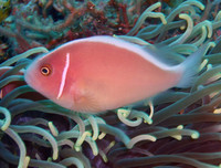 [ẢNH] Vẻ đẹp đến mê mẩn của một số loài sinh vật biển