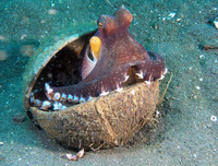 [ẢNH] Vẻ đẹp đến mê mẩn của một số loài sinh vật biển