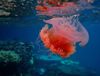 [ẢNH] Vẻ đẹp đến mê mẩn của một số loài sinh vật biển