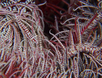 [ẢNH] Vẻ đẹp đến mê mẩn của một số loài sinh vật biển