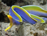 [ẢNH] Vẻ đẹp đến mê mẩn của một số loài sinh vật biển