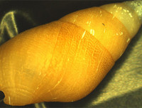 [ẢNH] Vẻ đẹp đến mê mẩn của một số loài sinh vật biển