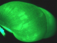 [ẢNH] Vẻ đẹp đến mê mẩn của một số loài sinh vật biển