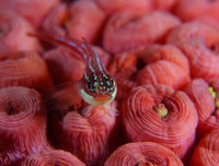 [ẢNH] Vẻ đẹp đến mê mẩn của một số loài sinh vật biển