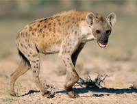 [ẢNH] Top 4 loài động vật hung tợn và tham lam nhất hành tinh