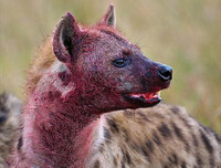 [ẢNH] Top 4 loài động vật hung tợn và tham lam nhất hành tinh