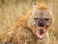 [ẢNH] Top 4 loài động vật hung tợn và tham lam nhất hành tinh