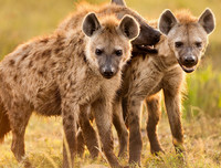 [ẢNH] Top 4 loài động vật hung tợn và tham lam nhất hành tinh