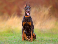 [ẢNH] Top 8 loài chó thông minh nhất thế giới