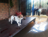 Ngập lụt tại TP Cần Thơ: Người dân khóc 