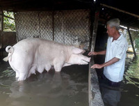 Ngập lụt tại TP Cần Thơ: Người dân khóc 