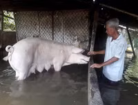 Ngập lụt tại TP Cần Thơ: Người dân khóc 