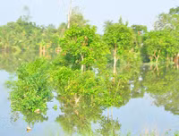 Ngập lụt tại TP Cần Thơ: Người dân khóc 