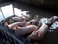 Ngập lụt tại TP Cần Thơ: Người dân khóc 