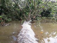 Ngập lụt tại TP Cần Thơ: Người dân khóc 