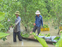 Ngập lụt tại TP Cần Thơ: Người dân khóc 