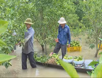 Ngập lụt tại TP Cần Thơ: Người dân khóc 