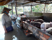 Ngập lụt tại TP Cần Thơ: Người dân khóc 