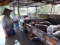 Ngập lụt tại TP Cần Thơ: Người dân khóc 