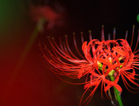 [ẢNH] Chiêm ngưỡng những loài thực vật 