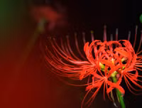 [ẢNH] Chiêm ngưỡng những loài thực vật 