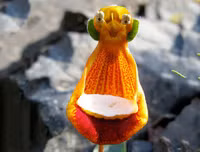 Nổi da gà với các loài thực vật 