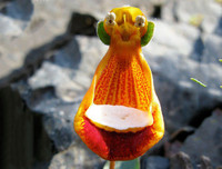 Nổi da gà với các loài thực vật 