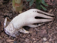 Nổi da gà với các loài thực vật 