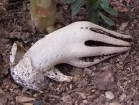 Nổi da gà với các loài thực vật 